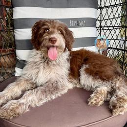 Elphaba - Brown and white female Aussiedoodle puppy in Southwest Ranches, Florida from Dandy Doodle Ranch