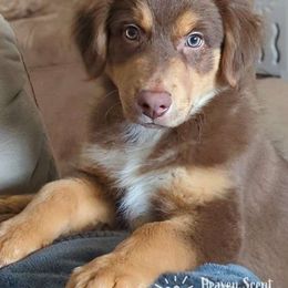 Boots - Red tri-color Australian Shepherd puppy in Grand Island, Nebraska from Heaven Scent Aussies