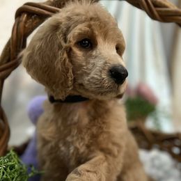 Shakesphere - Cafe au lait Poodle puppy in Louisa, Virginia from SCK Poodles div of Riven Rock Kennel