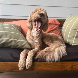 Dolly Lotto - Bernedoodle