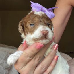 Nova - Parti female Goldendoodle puppy in Decatur, Texas from Scherrer Sweet Goldendoodles