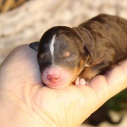 Boy 2 - male Australian Mountain Doodle puppy in Mississippi from Ewing Acres