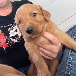 Boy 1 - Dark golden male Golden Retriever puppy in Yucaipa, California from Blessed Goldens