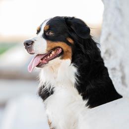Bernese Mountain Dogs from Rebel Mountain Bernese