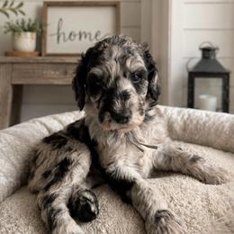 Gray collar - Merle male Goldendoodle puppy in Christiana, Tennessee from Rechlicz Family Doodles