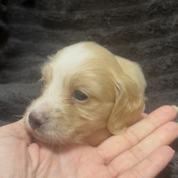 Girl 1 DO NOT FILL OUT APP UNLESS SERIOUS - Cream female Dachshund puppy in Wisconsin from Sabe and Shabe’s Doxies