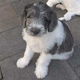 Orlando - Parti male Double Doodle puppy in Chula Vista, California from South Bay Double Doodles