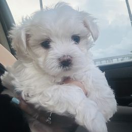 Goldendoodle, Maltese, and Yorkshire Terrier Puppies from Puppies by Angie