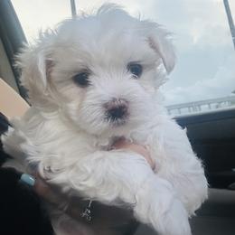 Goldendoodle, Maltese, and Yorkshire Terrier Puppies from Puppies by Angie