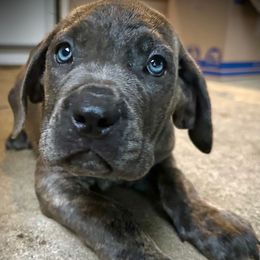 Sunflower - Gray brindle female Cane Corso puppy in Elk Grove, California from DiamondBabyCorso