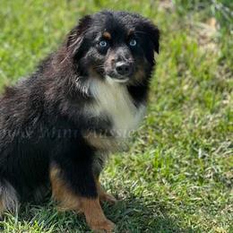 Tasha - Miniature American Shepherd