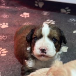 Female 3 - Phantom female Bernedoodle puppy in Petersburg, Michigan from Brittany’s Mini Bernedoodles