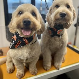 Goldendoodle Puppies from KSchott Kennels