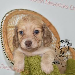 Shaded Cream - Cream male Dachshund puppy in Seminary, Mississippi from Down South Mavericks Dachshunds
