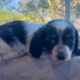 Milo - Piebald male Dachshund puppy in Aiken, South Carolina from State Eight Dachshunds