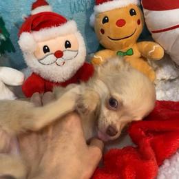Remi - Merle male Chihuahua puppy in Hillsboro, Texas from Pikanoo Pups