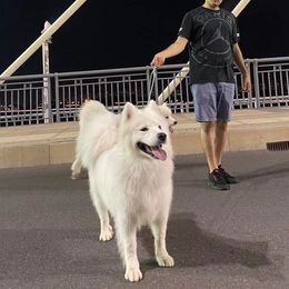 Mango - Samoyed