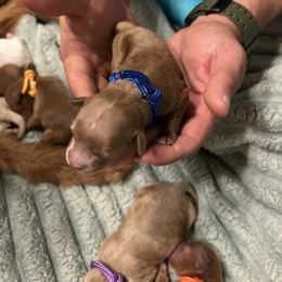 Goldendoodle Puppies from Lasting Legacy Family Dogs