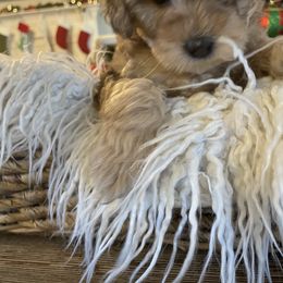 Bernedoodle and Havapoo Puppies from Precious Paws and Purrs