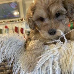 Bernedoodle and Havapoo Puppies from Precious Paws and Purrs