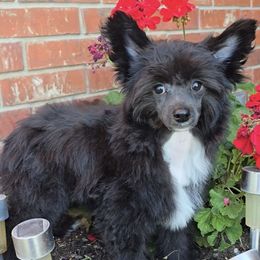 Carmen Long Star Angel - Black female Chinese Crested puppy in Amarillo, Texas from Victoria's Chinese Cresteds Long Star Angels