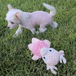 Bella  Long Star Angel - Cream female Chinese Crested puppy in Amarillo, Texas from Victoria's Chinese Cresteds Long Star Angels