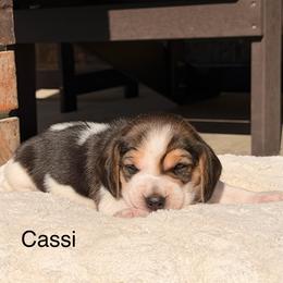 Cassi - Black tan and white female Beagle puppy in Mansfield, Missouri from Rippee Creek Kennel