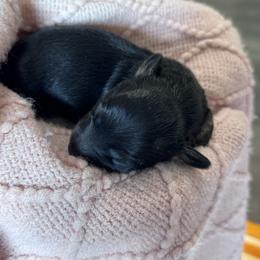 Smoky - Cream Brindle Male - Brindle male Dachshund puppy in Little Elm, Texas from HotDachs