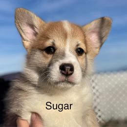 Sugar - Red female Pembroke Welsh Corgi puppy in Grenada, California from California Corgi Butts