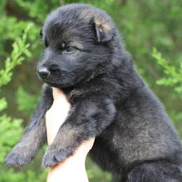 3rd choice - Sable male German Shepherd puppy in Lucasville, Ohio from Trusting Hearts Kennel