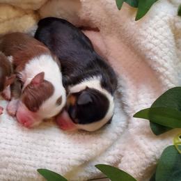Miniature Australian Shepherd Puppies from Barnyard Mini Aussies