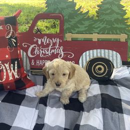 Goldendoodle Puppies from 4F Farms