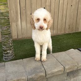 Holly - Poodle