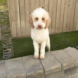 Holly - Poodle