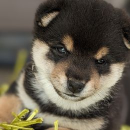 Itsuki - Black and tan Shiba Inu puppy in Grand Rapids, Michigan from Takikawa Shiba Inu