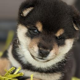 Itsuki - Black and tan Shiba Inu puppy in Grand Rapids, Michigan from Takikawa Shiba Inu