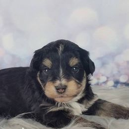 Cavapoo and Aussiedoodle Puppies from Blue Diamond Puppies