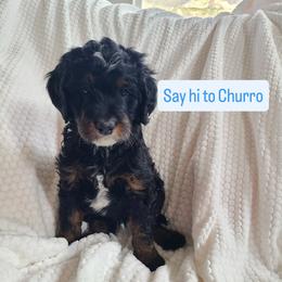 Churro - Tri-color male Bernedoodle puppy in Brigham City, Utah from Prairie Rose Doodles