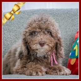 Bianca - Merle female Cockapoo puppy in Connersville, Indiana from Deaz Doodle Ranch