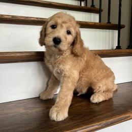 Remi - Apricot male Goldendoodle puppy in New Waverly, Texas from C.P. Puppy Buddies