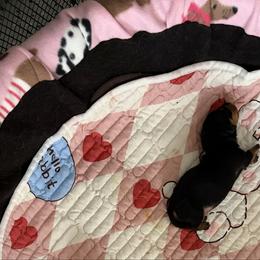 Girl 1 - Black and tan female Dachshund puppy in Salkum, Washington from Stonevalley Dachshunds