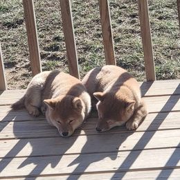Shiba Inu puppies from Anteiku Shiba Inu