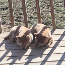 Shiba Inu puppies from Anteiku Shiba Inu