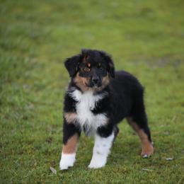 Pebble - Black tri-color female Australian Shepherd puppy in Olivehurst, California from Double M Aussies