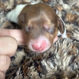 Cheddar - Cream male Dachshund puppy in Lincoln, California from ForeversEdge Doxies