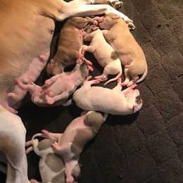 Whippet Puppies from Haven Whippets