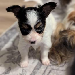 Ravyn's Girl 2 - White black and tan female Papillon puppy in Joshua, Texas from Summertime Kennels