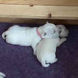 Girl 2 - White female West Highland White Terrier puppy in Idabel, Oklahoma from Ravens Nest Westies