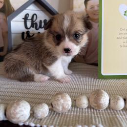 Reba - Sable female Pembroke Welsh Corgi puppy in Battle Ground, Washington from Westbrooke Kennels