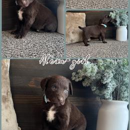 Alexa - Brown female Chesapeake Bay Retriever puppy in Ulen, Minnesota from North Wind Gundogs